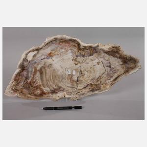 Versteinertes Holz