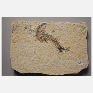 Sammlung Fossilien