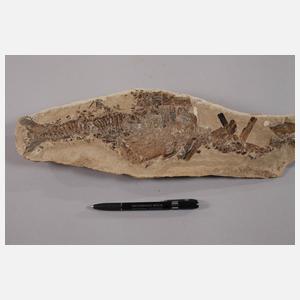 Zwei ineinander verbissene Fische