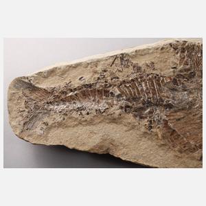 Zwei ineinander verbissene Fische