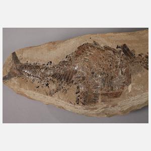 Zwei ineinander verbissene Fische