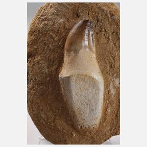 Zahn eines Mesosauriers/Marokko