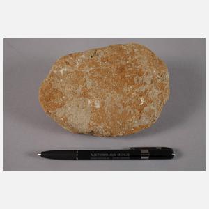 Zahn eines Mesosauriers/Marokko