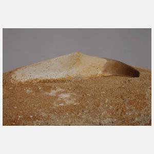 Zahn eines Mesosauriers/Marokko