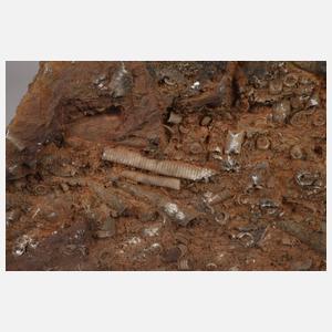 Fossilienplatte