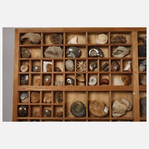 Fossiliensammlung
