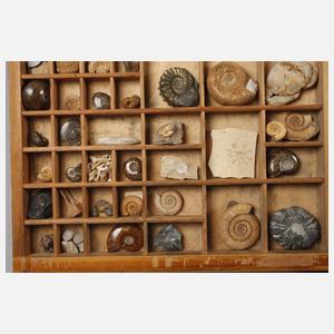 Fossiliensammlung