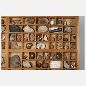 Fossiliensammlung