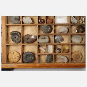 Fossiliensammlung