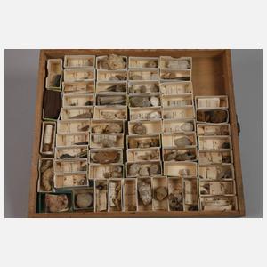Umfangreiche Fossiliensammlung Deutschland