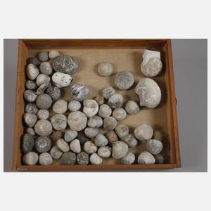 Umfangreiche Fossiliensammlung Deutschland