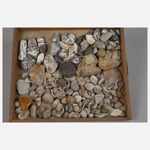 Umfangreiche Fossiliensammlung Deutschland