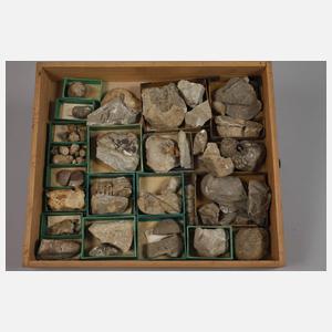 Umfangreiche Fossiliensammlung Deutschland