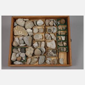 Umfangreiche Fossiliensammlung Deutschland