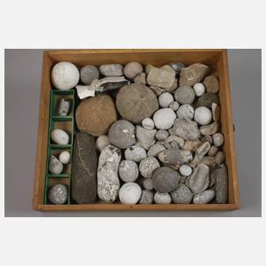 Umfangreiche Fossiliensammlung Deutschland