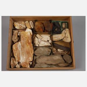 Umfangreiche Fossiliensammlung Deutschland