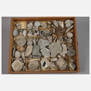 Umfangreiche Fossiliensammlung Deutschland