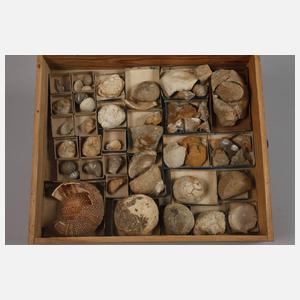 Umfangreiche Fossiliensammlung Deutschland
