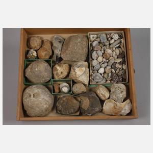 Umfangreiche Fossiliensammlung Deutschland