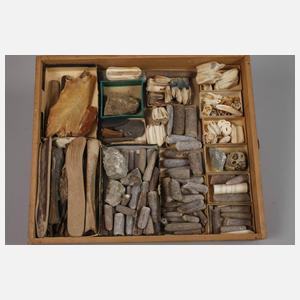 Umfangreiche Fossiliensammlung Deutschland