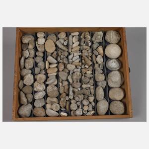 Umfangreiche Fossiliensammlung Deutschland