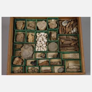 Umfangreiche Fossiliensammlung Deutschland
