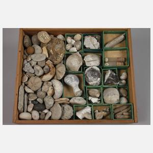 Umfangreiche Fossiliensammlung Deutschland