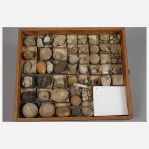 Umfangreiche Fossiliensammlung Deutschland