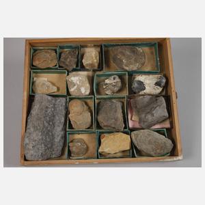 Umfangreiche Fossiliensammlung Deutschland
