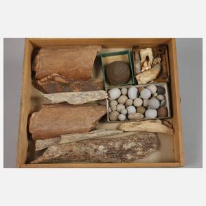 Umfangreiche Fossiliensammlung Deutschland