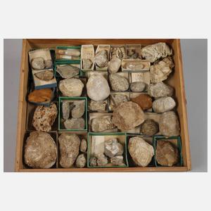 Umfangreiche Fossiliensammlung Deutschland