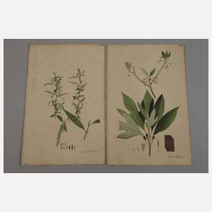 Aimé Henry, Konvolut Pflanzendarstellungen