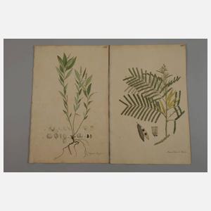 Aimé Henry, Konvolut Pflanzendarstellungen