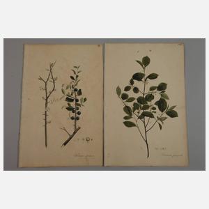 Aimé Henry, Konvolut Pflanzendarstellungen