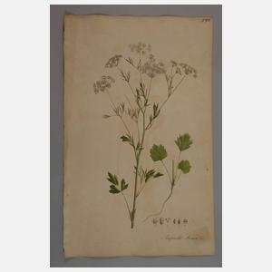 Aimé Henry, Konvolut Pflanzendarstellungen