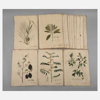 Aimé Henry, Konvolut Pflanzendarstellungen111