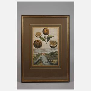 Antiker Kupferstich, Orangen und Haller-Thürlein