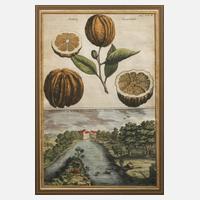 Antiker Kupferstich, Orangen und Haller-Thürlein111