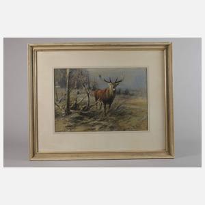 Willi Lorenz, Rufender Hirsch