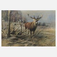 Willi Lorenz, Rufender Hirsch111