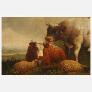 Cooper, Rastende Rinder mit Schafen