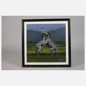 Tony Karpinski, Kämpfende Zebras