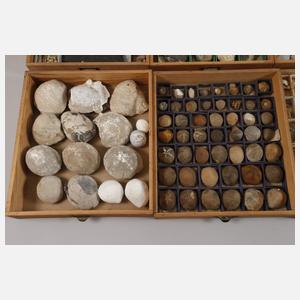 Umfangreiche Fossiliensammlung