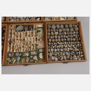 Umfangreiche Fossiliensammlung
