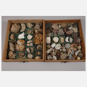 Umfangreiche Fossiliensammlung