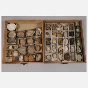 Umfangreiche Fossiliensammlung