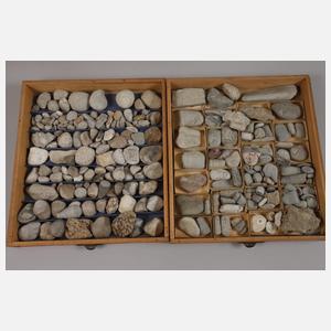 Umfangreiche Fossiliensammlung