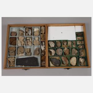 Umfangreiche Fossiliensammlung