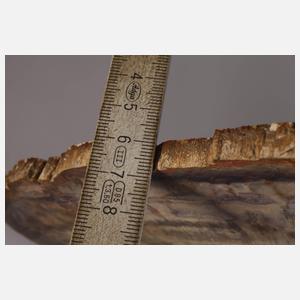 Segment versteinertes Holz