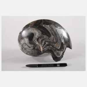 Angeschliffener Ammonit